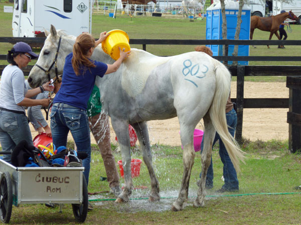 Endurance pic