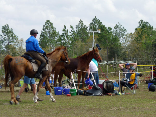 Endurance pic