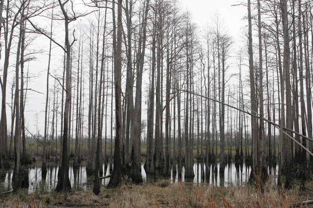 _MG_0022.JPG