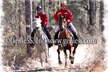 Knavy Horses