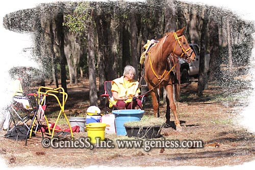 Horses Rest
